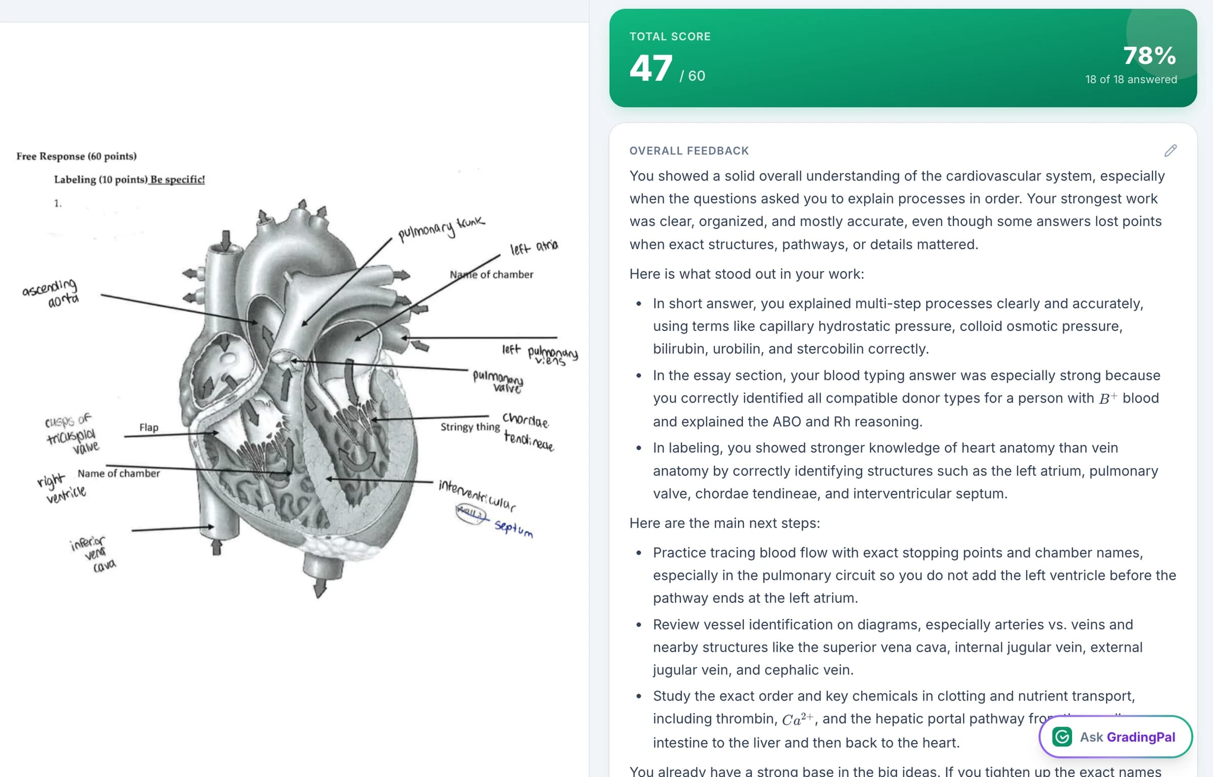 A handwritten biology assessment beside its score and individualized feedback in GradingPal.
